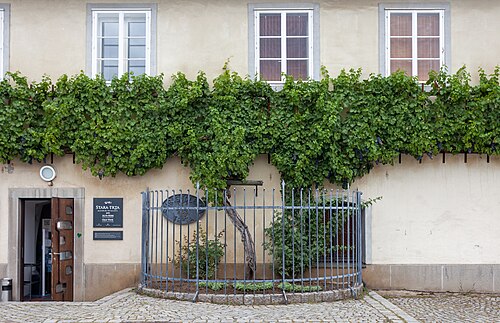 Old Vine House