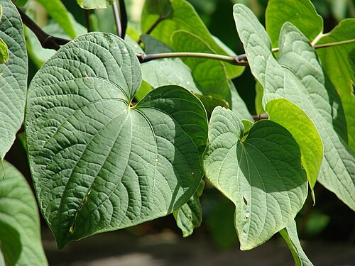 Try kava
