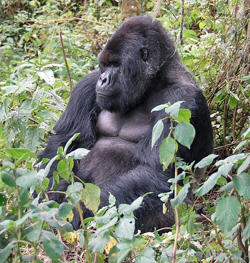 Gorilla trekking