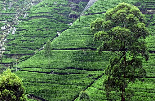 Visit a tea estate