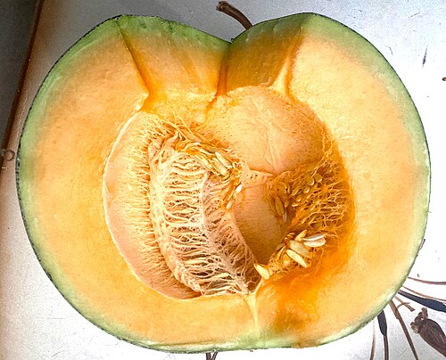 Taste Turkmen melons