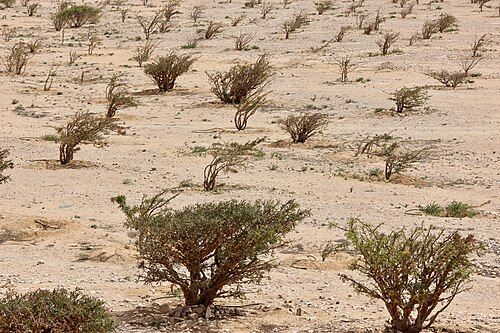 See frankincense trees