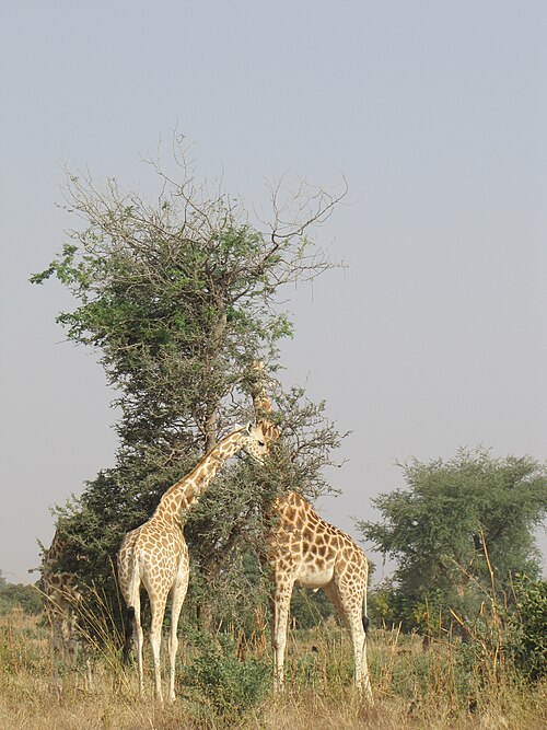 See the giraffes of Kouré