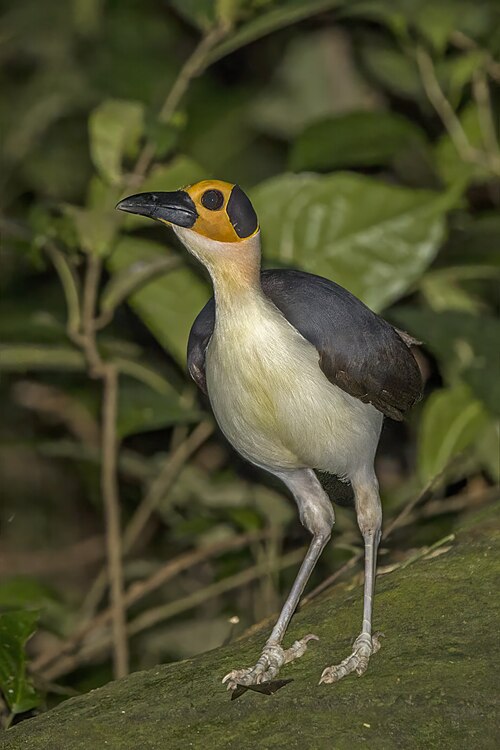 Birdwatching in Gola