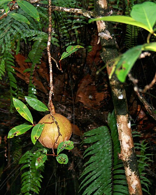 Port Moresby Nature Park