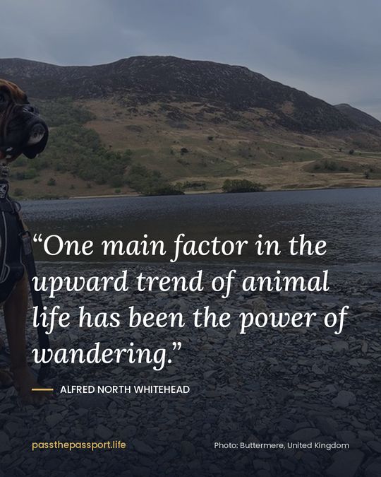 “One main factor in the upward trend of animal life has been the power of wandering.” — Alfred North Whitehead