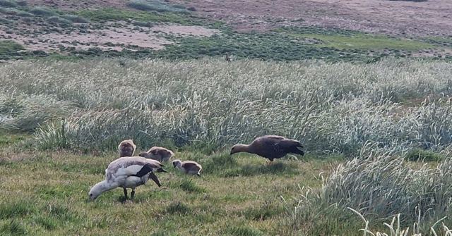 Two adult geese with several small goslings walking through grassy moorland.