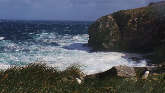 Rough waves crashing against a rocky headland with tussock grass in the foreground.