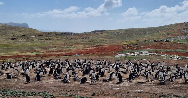 Hundreds of penguins gathered on open ground with green and reddish hills behind.