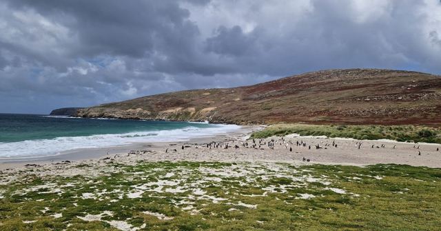 Curving white sandy beach with turquoise water and penguins dotted along the shore.