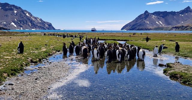 Group of king penguins standing in a shallow stream with mountains and blue sky behind.