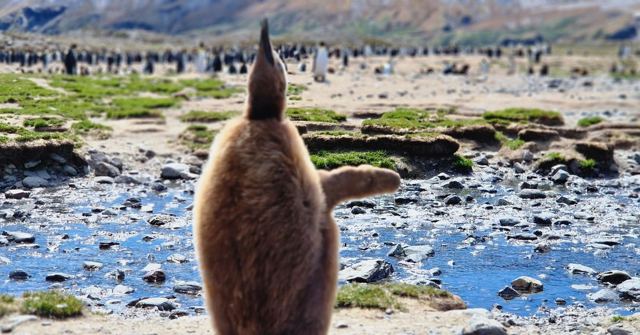 Fluffy brown king penguin chick seen from behind, beak pointing upwards, in a rocky stream.