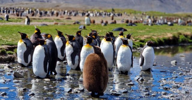 Group of adult king penguins and one brown fluffy chick standing in shallow water.