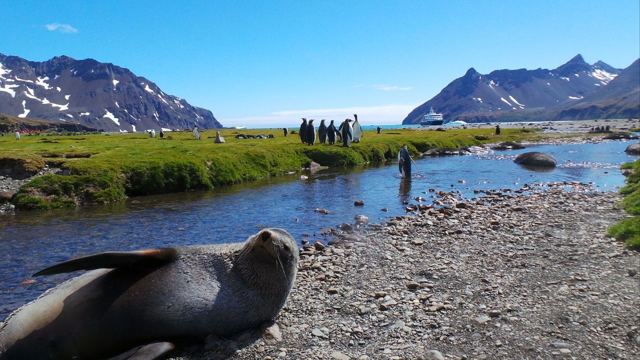 A fur seal in the foreground by a stream with penguins and mountains behind.
