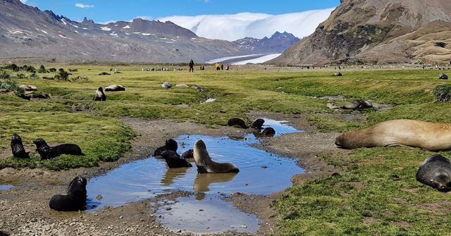Fur seals around a shallow pool on green ground with mountains and a glacier behind.