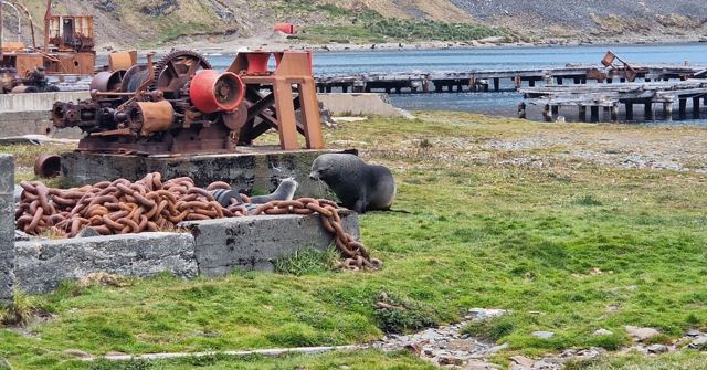 Rusted machinery and chains on grass at an old whaling station with a seal nearby.