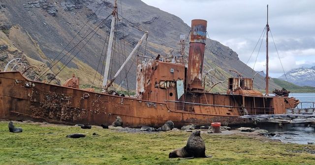 Rusted old whaling ship on the shore with a fur seal on the grass in front.