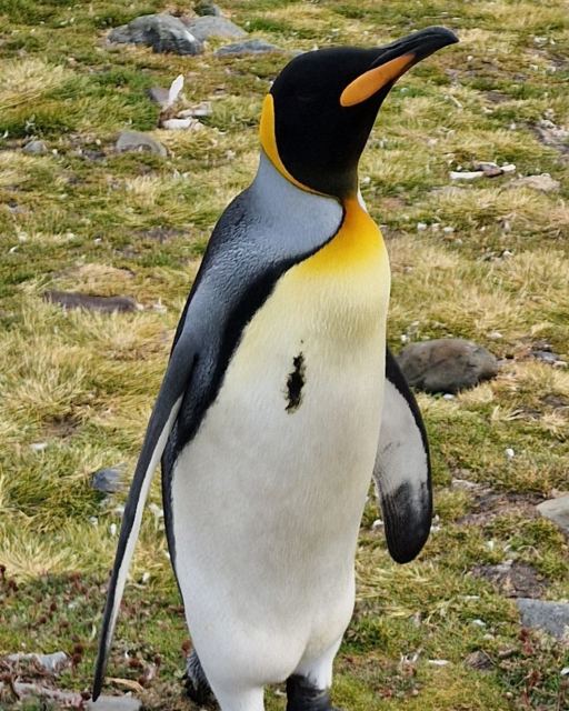 Close-up of an adult king penguin with bright orange markings standing on mossy ground.