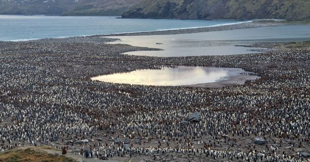 Vast king penguin colony covering a plain with a pool of water and the sea beyond.