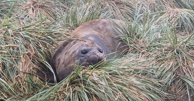Young elephant seal resting in a hollow among tall tussock grass.