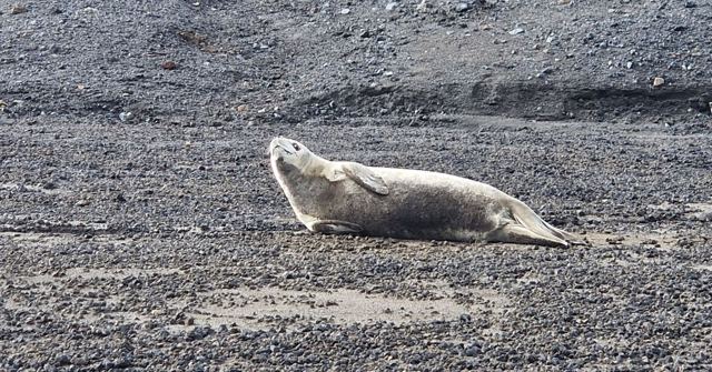 Pale seal lying on dark volcanic gravel.