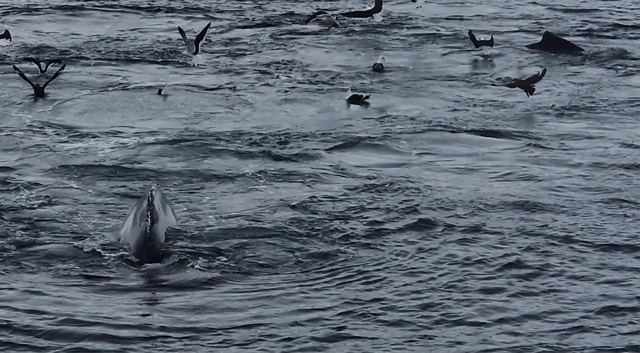 A whale surfacing in dark water surrounded by flying and swimming seabirds.