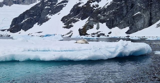 Seal resting on a white ice floe in teal water below snowy rocky mountains.