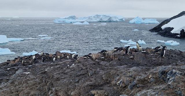 Penguins on dark rocks by the sea with icebergs floating in the background.