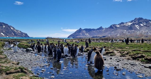King penguins gathered along a stream beneath snow-streaked mountains on a sunny day.