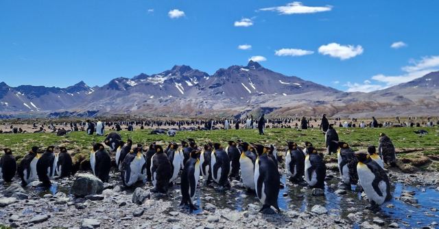 Whistle Cove, South Georgia and the South Sandwich Islands