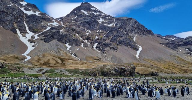 Huge king penguin colony on a plain beneath a dark mountain with snow patches.