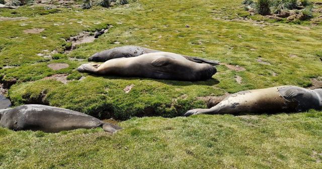 Several elephant seals lying asleep on lush green grass.