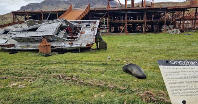 Rusted metal wreckage on green grass with a seal lying nearby and an information sign.