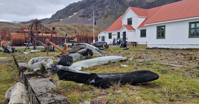 Large whale bones on grass before a white building with a red roof and rusted machinery.