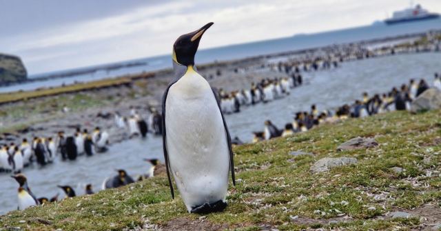 A king penguin standing on grass in front of a large colony with a ship offshore.