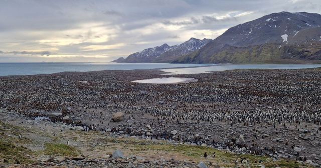 Wide view of a huge penguin colony filling a valley floor beneath mountains.