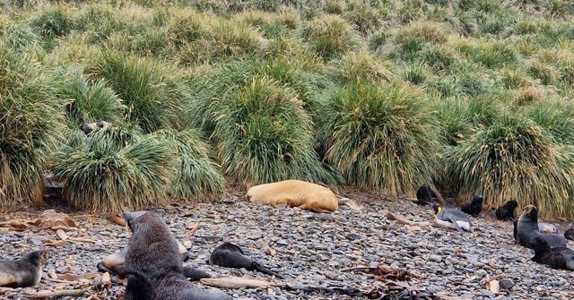 Fur seals resting on a pebbly beach in front of tall tussock grass.