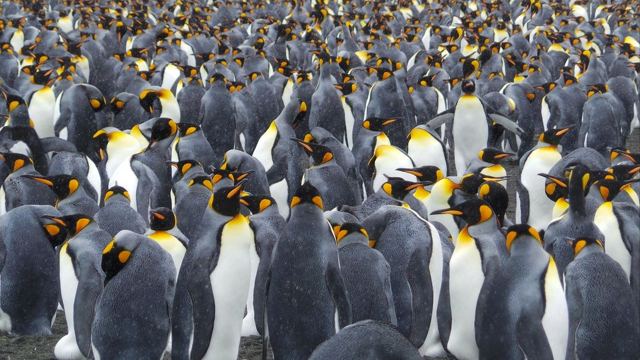 Dense crowd of king penguins standing tightly packed together.