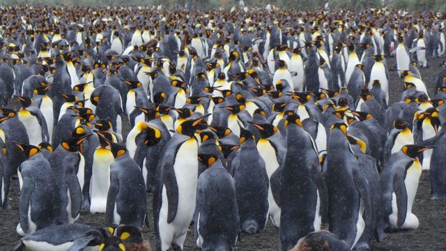 Gold Head, South Georgia and the South Sandwich Islands