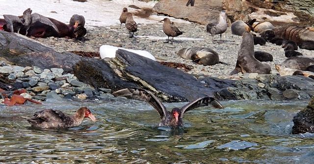 Fur seals and brown seabirds on a rocky shore with a seal swimming in the water.