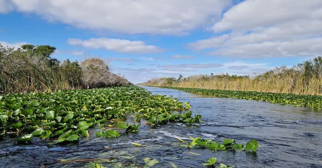 Waterway lined with lily pads and tall grasses under a blue sky with clouds.