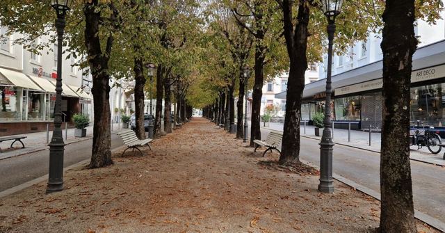 A gravel avenue lined with tall trees, lamp posts and benches beside elegant buildings.
