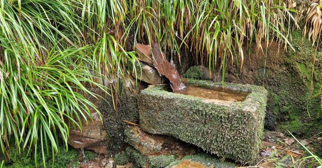 A moss-covered stone water trough among ferns and long grasses.