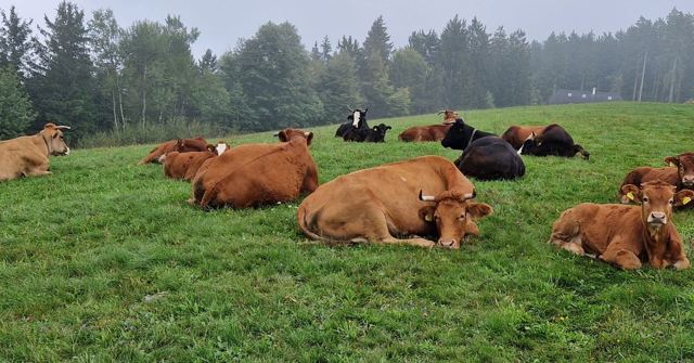 A herd of brown cows lying in a green meadow with misty pine forest behind.