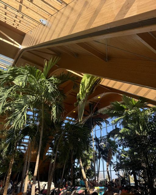 Tall palm trees beneath a curved wooden and glass roof in a large indoor spa.