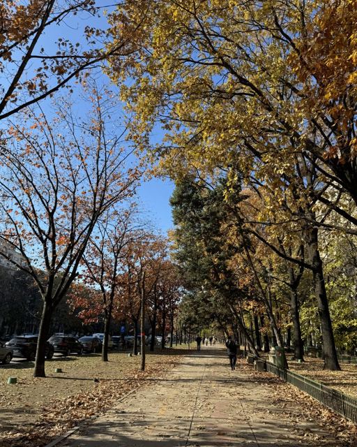 Tree-lined pathway covered in fallen leaves with autumn foliage overhead.