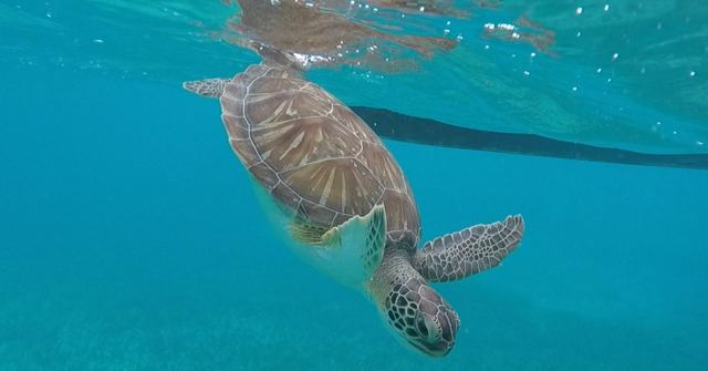 A green sea turtle swimming just below the surface of clear blue water.