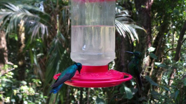 A small dark hummingbird feeding at a red feeder hanging in the forest.