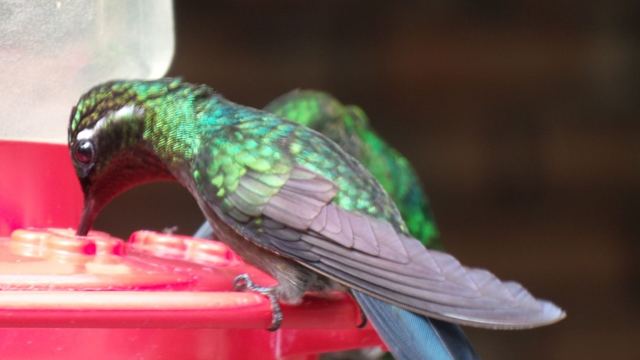 Close-up of a shimmering green hummingbird drinking from a red feeder.