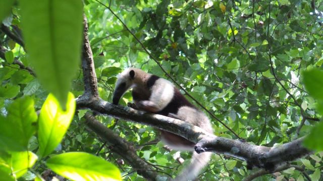 A tamandua anteater climbing along a branch among green leaves.